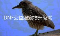 DNF公益服宠物升级需要注意什么？